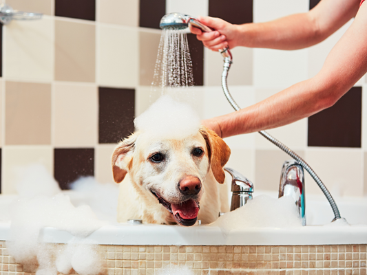 lab getting hair washed in tub