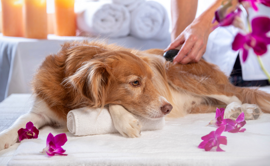 brown dog being pampered with a masage