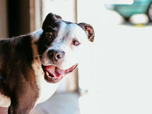 face of happy pit bull