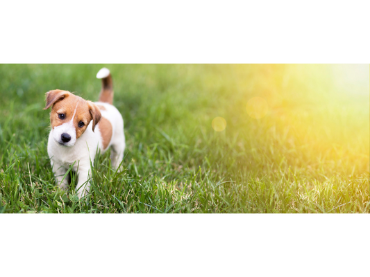 small puppy in the grass