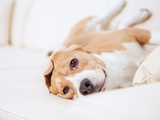 happy dog on a sofa