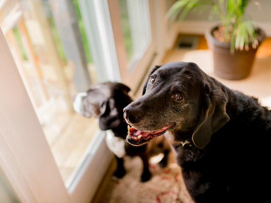 lab mom with her puppy looking out a window