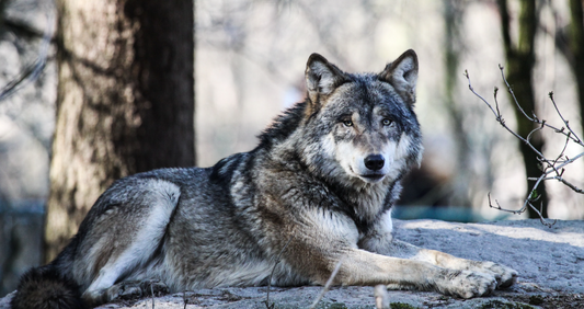 beautiful wolf / dog in the cold