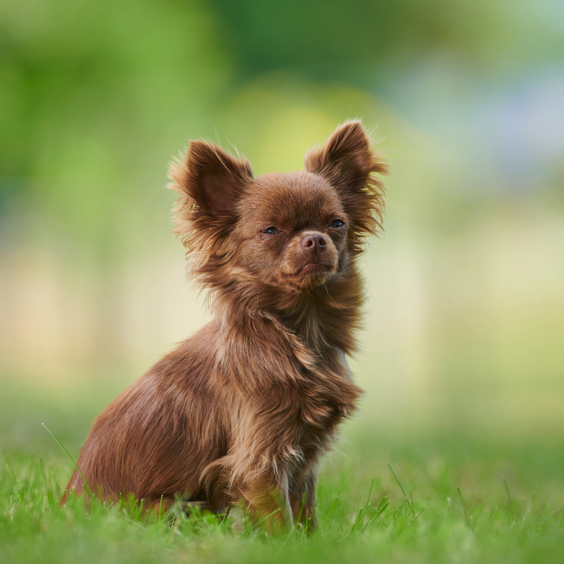 brown chihuahua in the grass