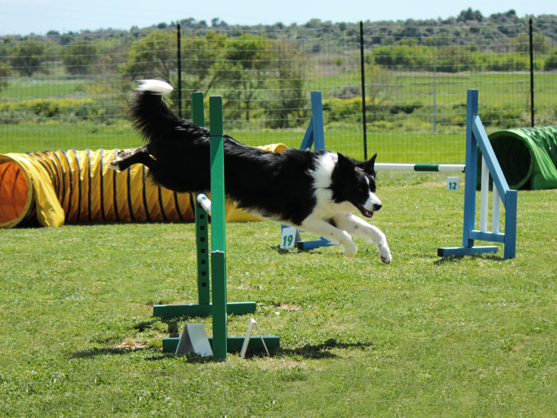 collie on agility course