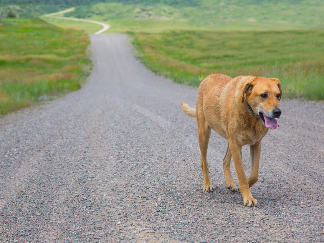 Yellow lab walking alone on a country road